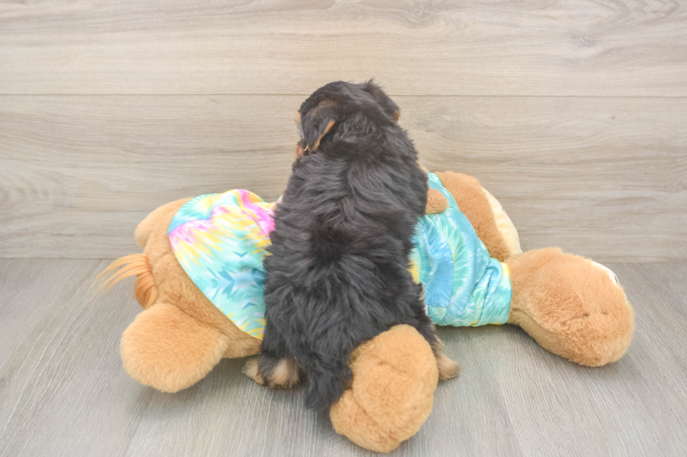 Adorable Yorkiedoodle Poodle Mix Puppy