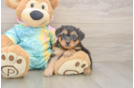 Happy Yorkie Poo Baby