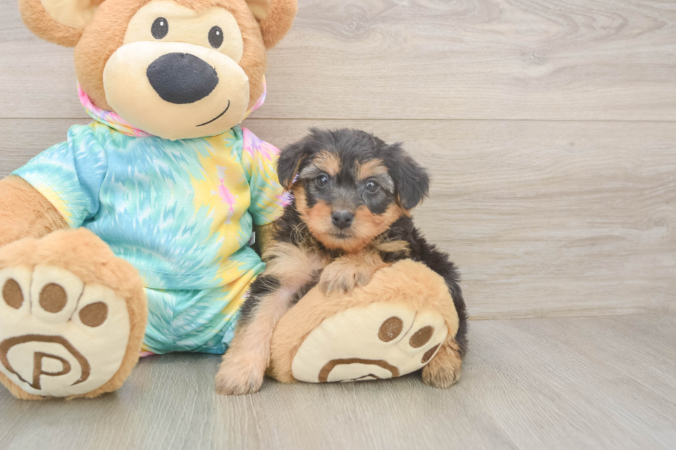Happy Yorkie Poo Baby