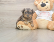 7 week old Yorkie Poo Puppy For Sale - Pilesgrove Pups