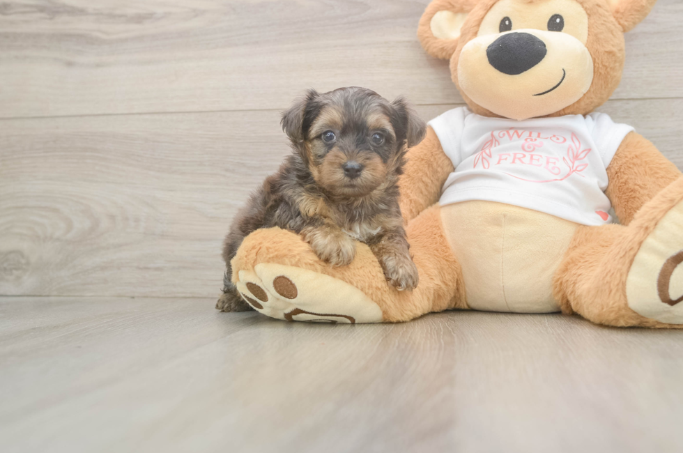 5 week old Yorkie Poo Puppy For Sale - Pilesgrove Pups