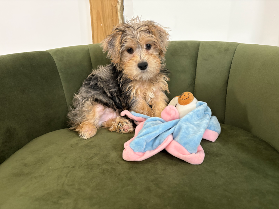 Cute Yorkipoo Poodle Mix Puppy