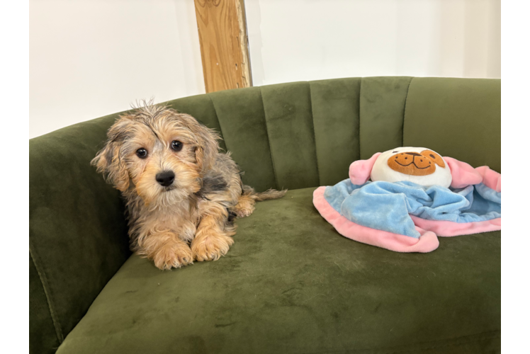 Cute Yorkie Poo Baby