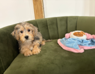 10 week old Yorkie Poo Puppy For Sale - Pilesgrove Pups