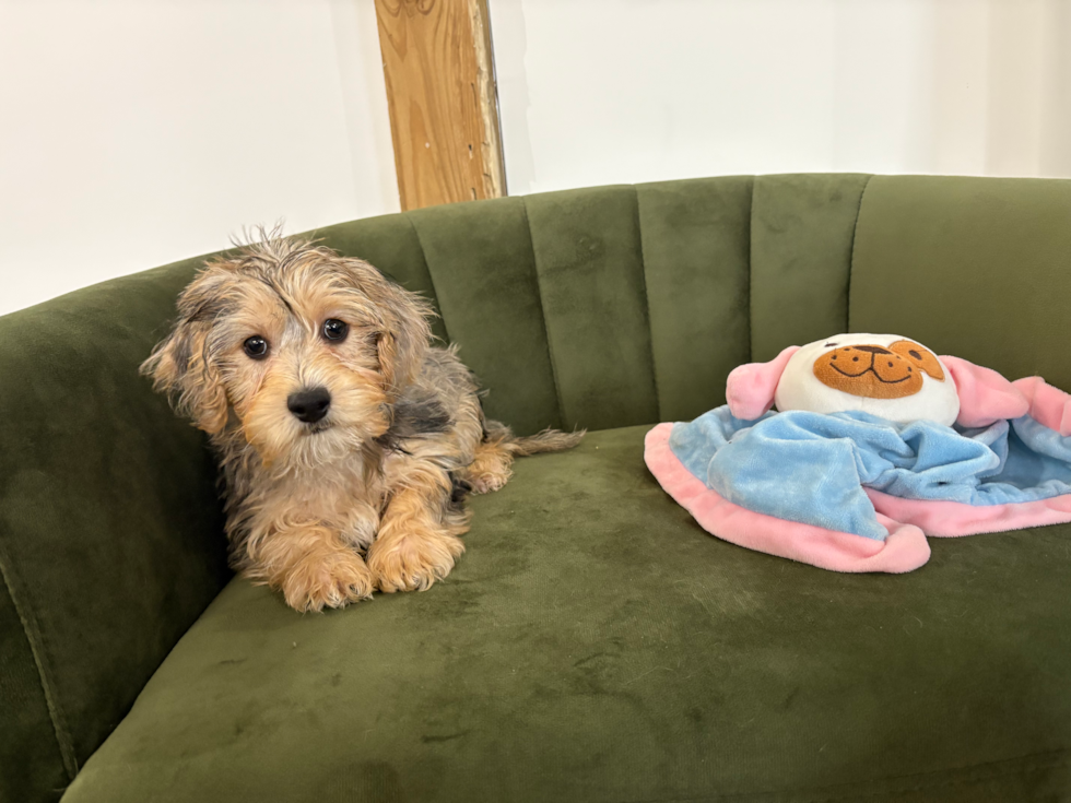 Cute Yorkie Poo Baby