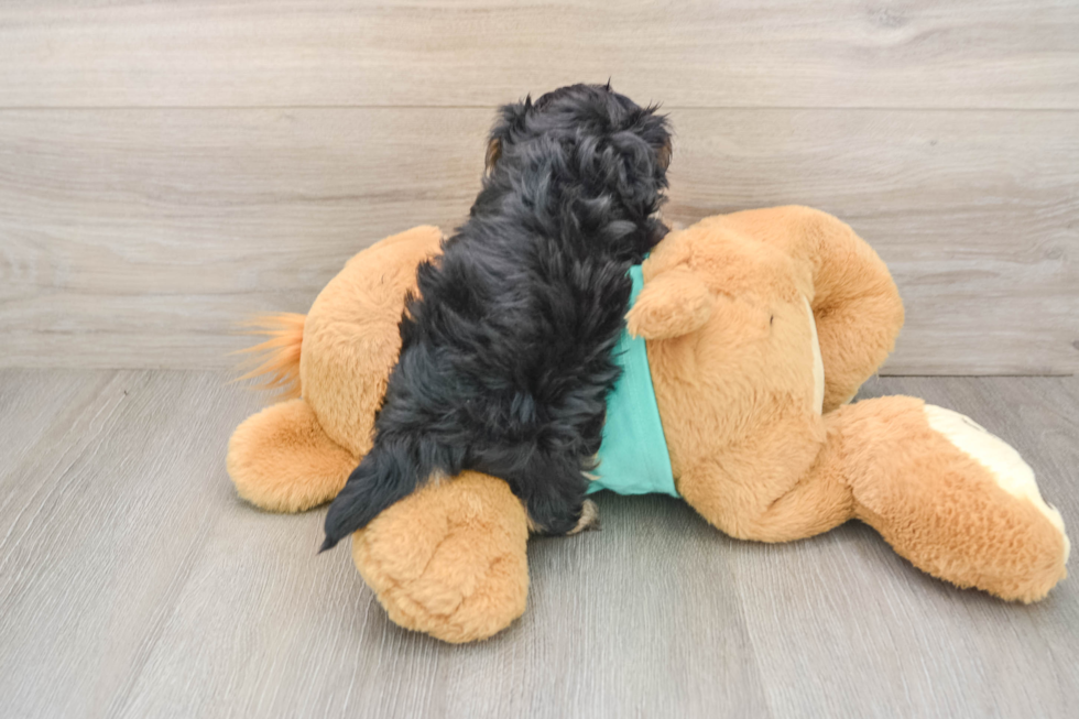 Best Yorkie Poo Baby