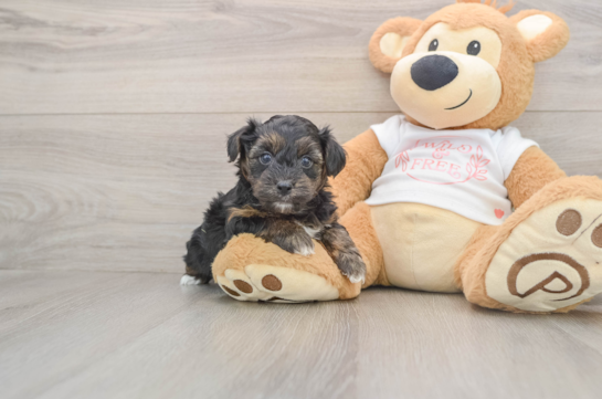 Yorkie Poo Puppy for Adoption