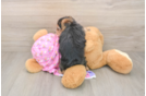 Hypoallergenic Yorkie Doodle Poodle Mix Puppy