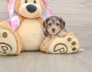 7 week old Yorkie Poo Puppy For Sale - Pilesgrove Pups
