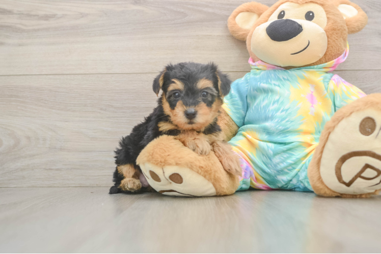 Yorkie Poo Pup Being Cute