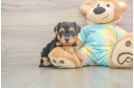 Yorkie Poo Pup Being Cute
