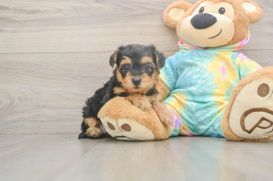 Yorkie Poo Pup Being Cute