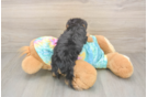Funny Yorkie Poo Poodle Mix Pup