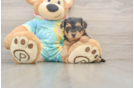 Funny Yorkie Poo Poodle Mix Pup