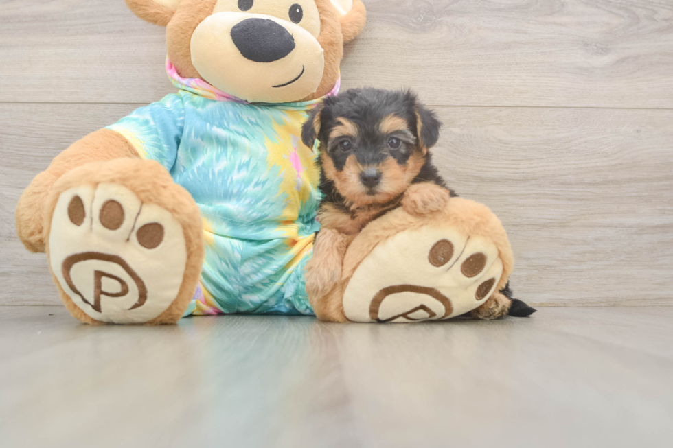 Funny Yorkie Poo Poodle Mix Pup