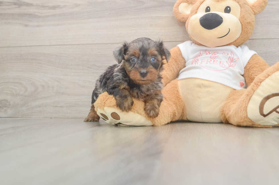 5 week old Yorkie Poo Puppy For Sale - Pilesgrove Pups