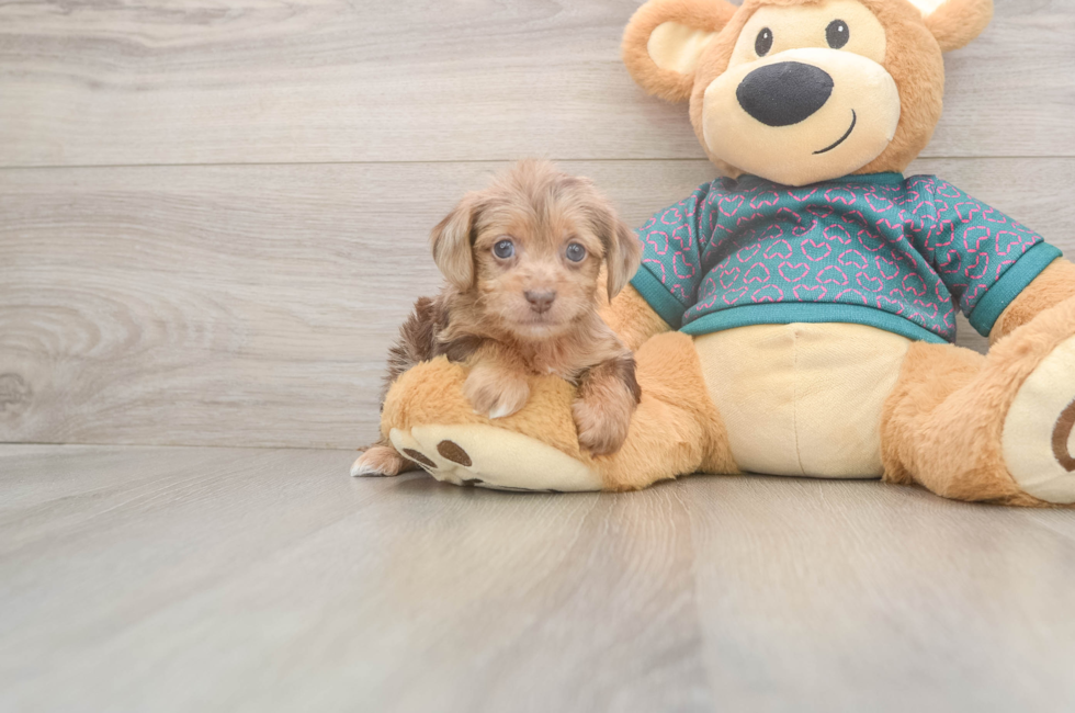 5 week old Yorkie Poo Puppy For Sale - Pilesgrove Pups