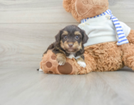 7 week old Yorkie Poo Puppy For Sale - Pilesgrove Pups