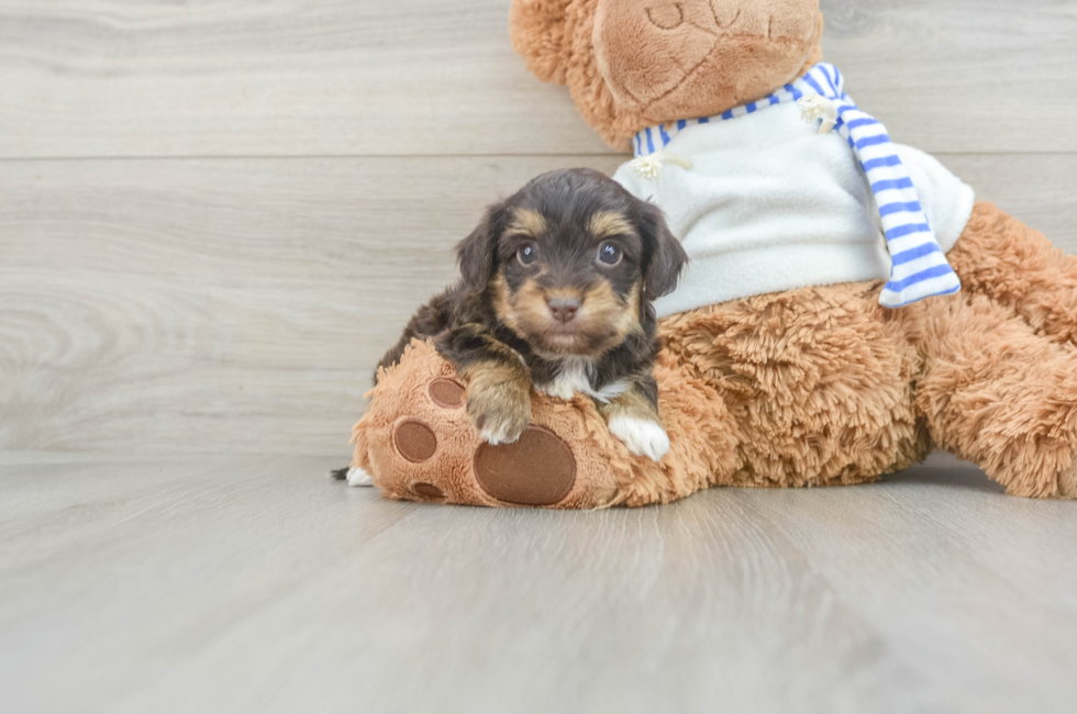 6 week old Yorkie Poo Puppy For Sale - Pilesgrove Pups