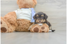 Yorkie Poo Puppy for Adoption