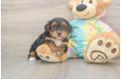 Yorkie Poo Puppy for Adoption