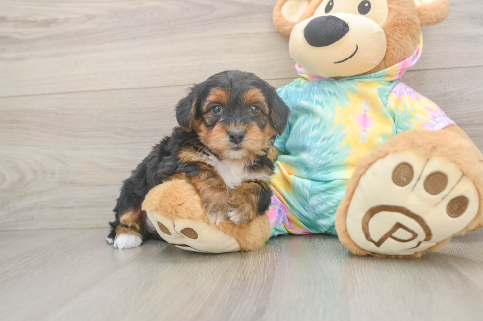 Yorkie Poo Puppy for Adoption
