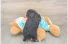 Yorkie Poo Puppy for Adoption