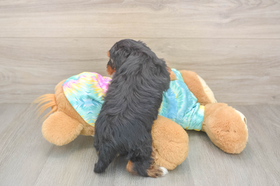 Yorkie Poo Puppy for Adoption
