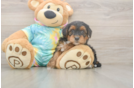 Small Yorkie Poo Baby