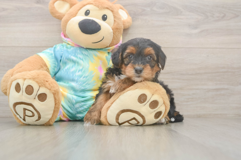 Small Yorkie Poo Baby