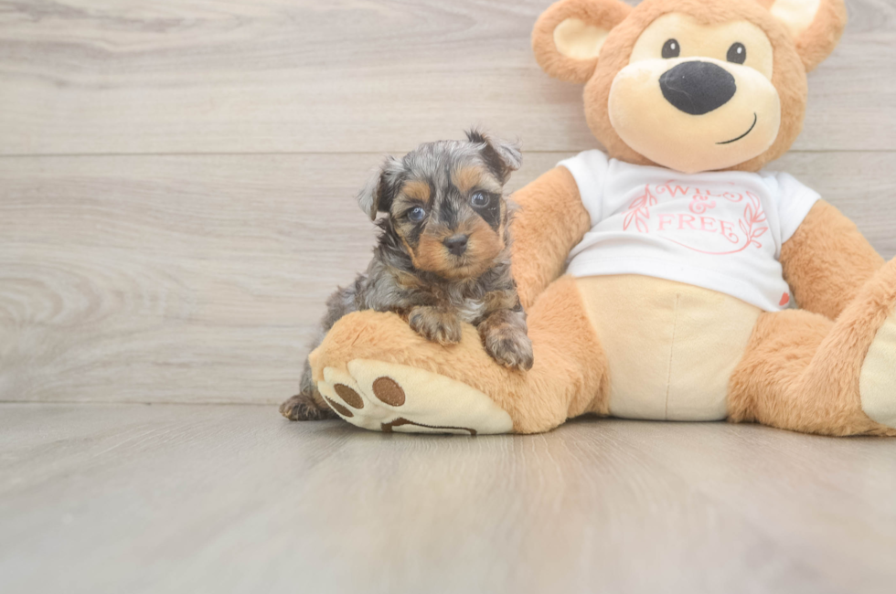 5 week old Yorkie Poo Puppy For Sale - Pilesgrove Pups