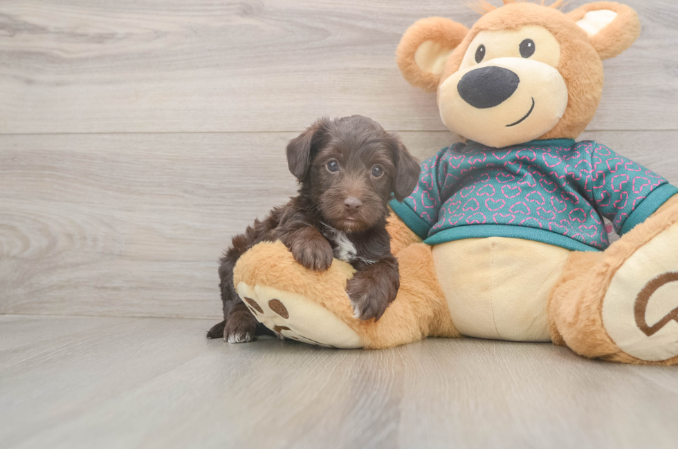 5 week old Yorkie Poo Puppy For Sale - Pilesgrove Pups