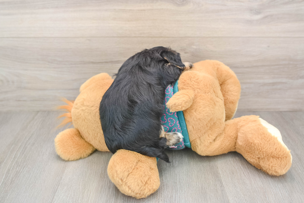 Popular Yorkie Poo Poodle Mix Pup