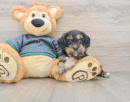 8 week old Yorkie Poo Puppy For Sale - Pilesgrove Pups