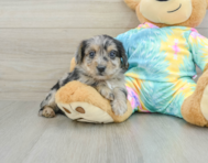 8 week old Yorkie Poo Puppy For Sale - Pilesgrove Pups