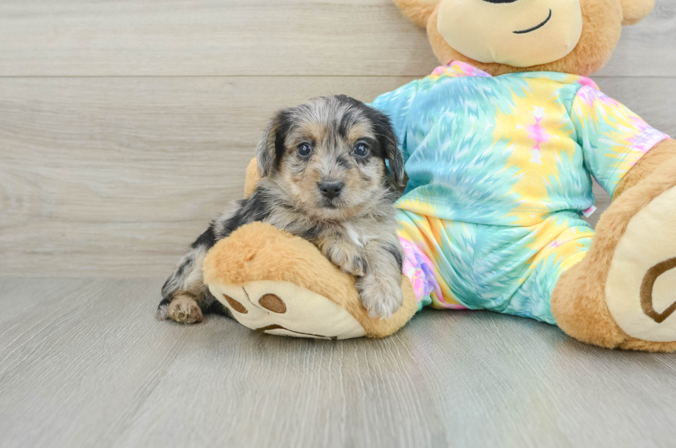 5 week old Yorkie Poo Puppy For Sale - Pilesgrove Pups