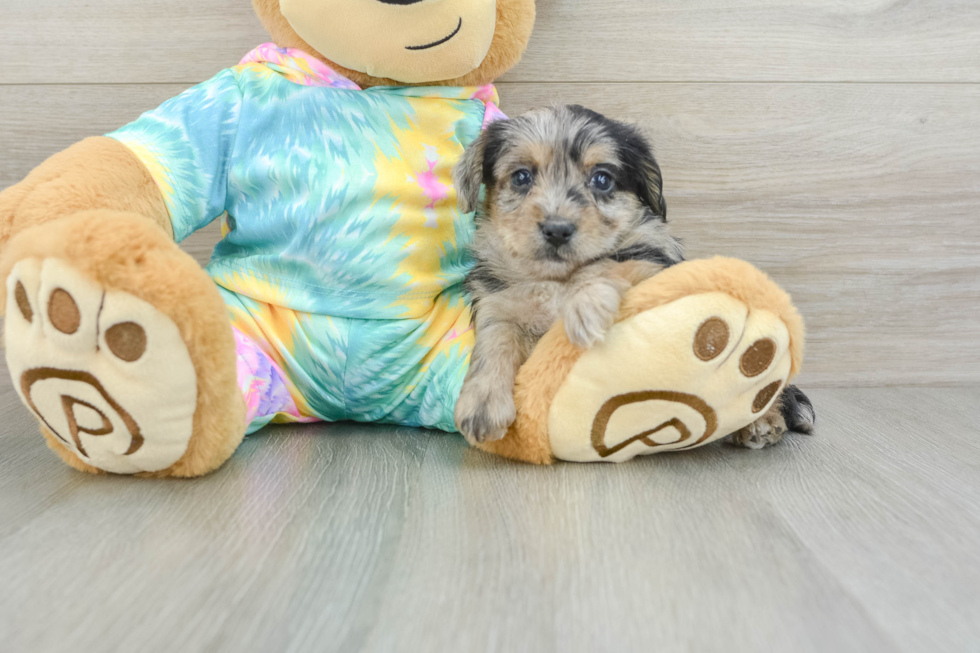 Yorkie Poo Puppy for Adoption