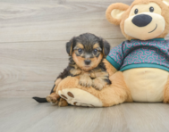 7 week old Yorkie Poo Puppy For Sale - Pilesgrove Pups
