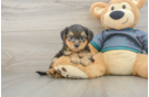 Adorable Yorkiedoodle Poodle Mix Puppy
