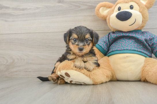 Adorable Yorkiedoodle Poodle Mix Puppy