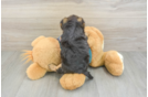 Best Yorkie Poo Baby