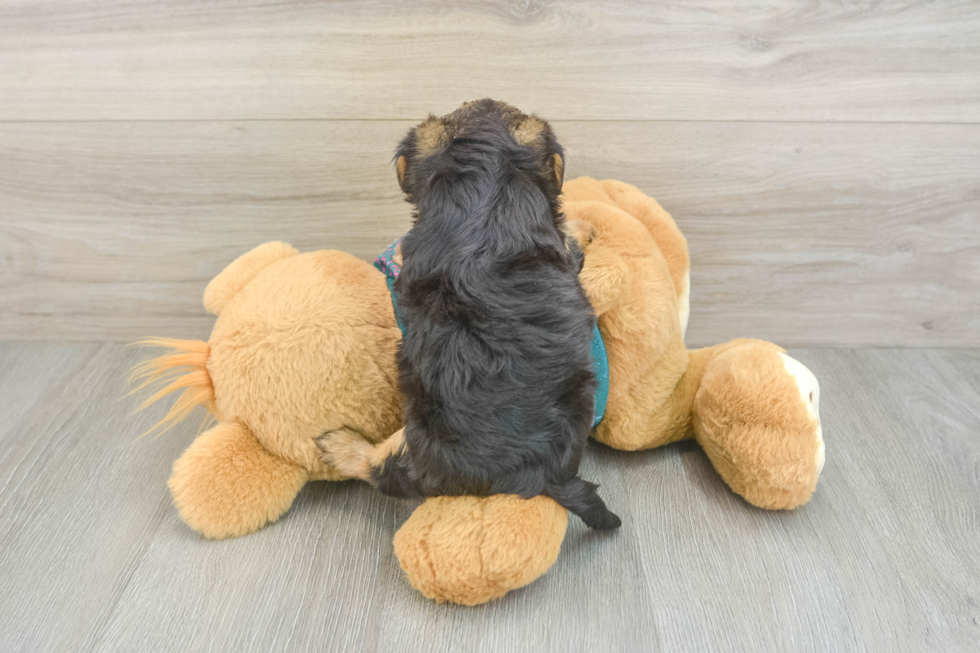 Best Yorkie Poo Baby
