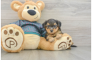 Happy Yorkie Poo Baby
