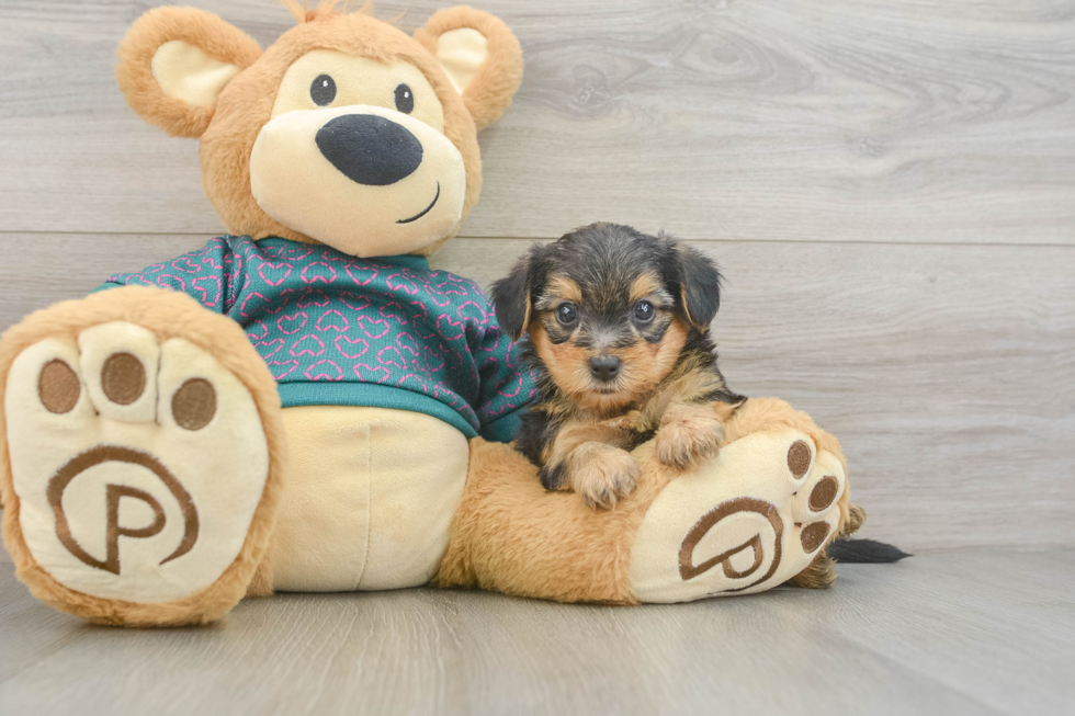Happy Yorkie Poo Baby