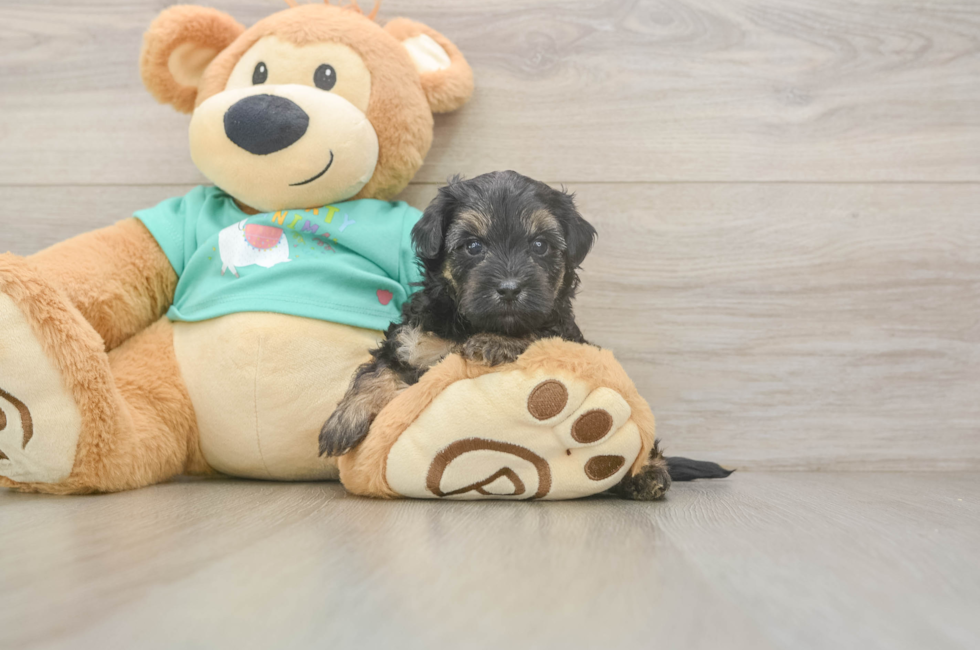 5 week old Yorkie Poo Puppy For Sale - Pilesgrove Pups