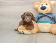 8 week old Yorkie Poo Puppy For Sale - Pilesgrove Pups
