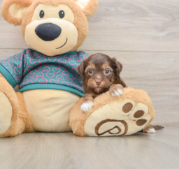 7 week old Yorkie Poo Puppy For Sale - Pilesgrove Pups