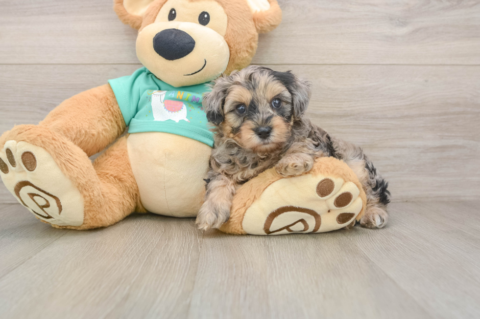Yorkie Poo Puppy for Adoption