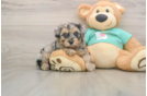 Yorkie Poo Puppy for Adoption