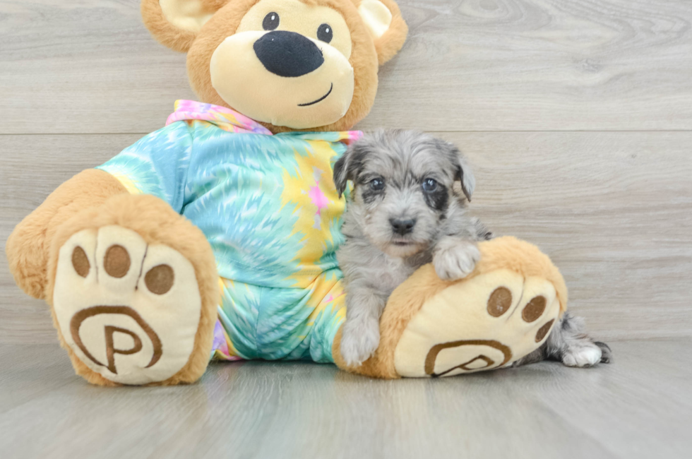 5 week old Yorkie Poo Puppy For Sale - Pilesgrove Pups